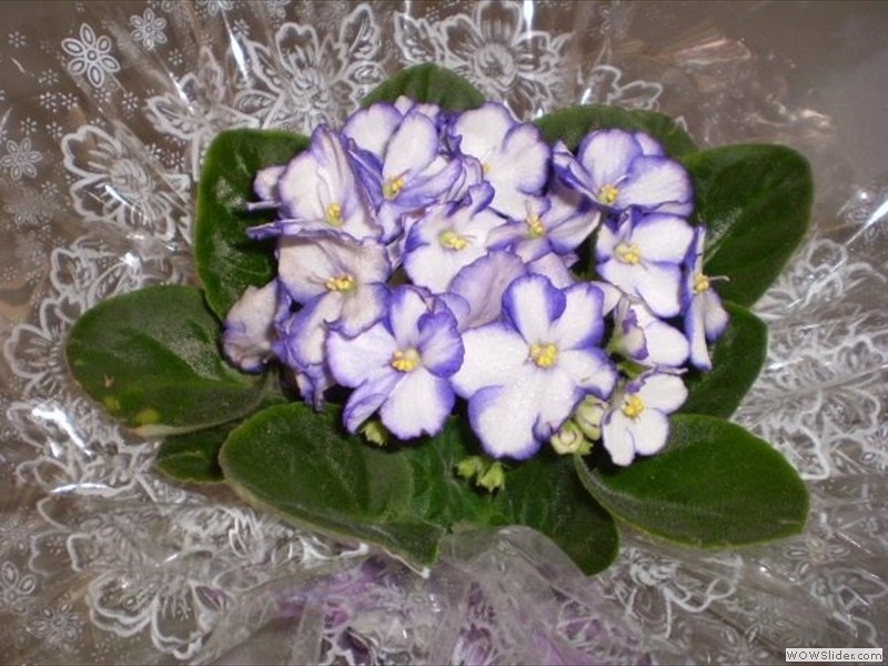 Arranjo de mesa de convidados..